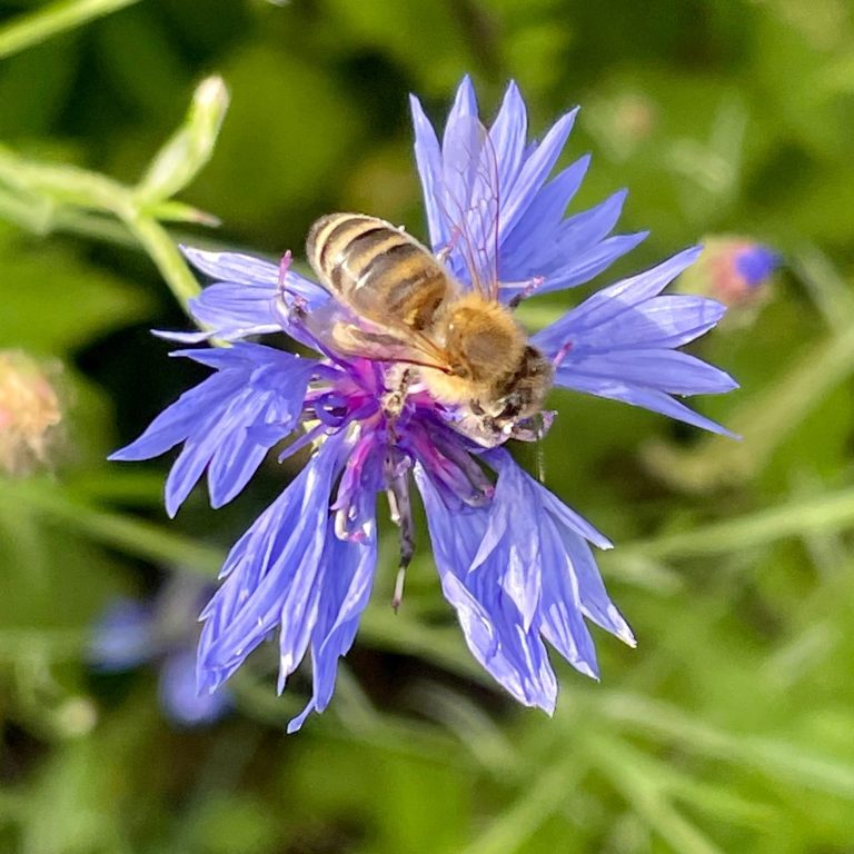 Bild von Andreas Neumann auf Pixabay