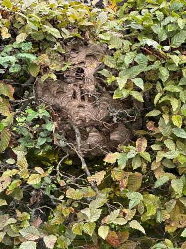 Sekundärnest in Buchenhecke